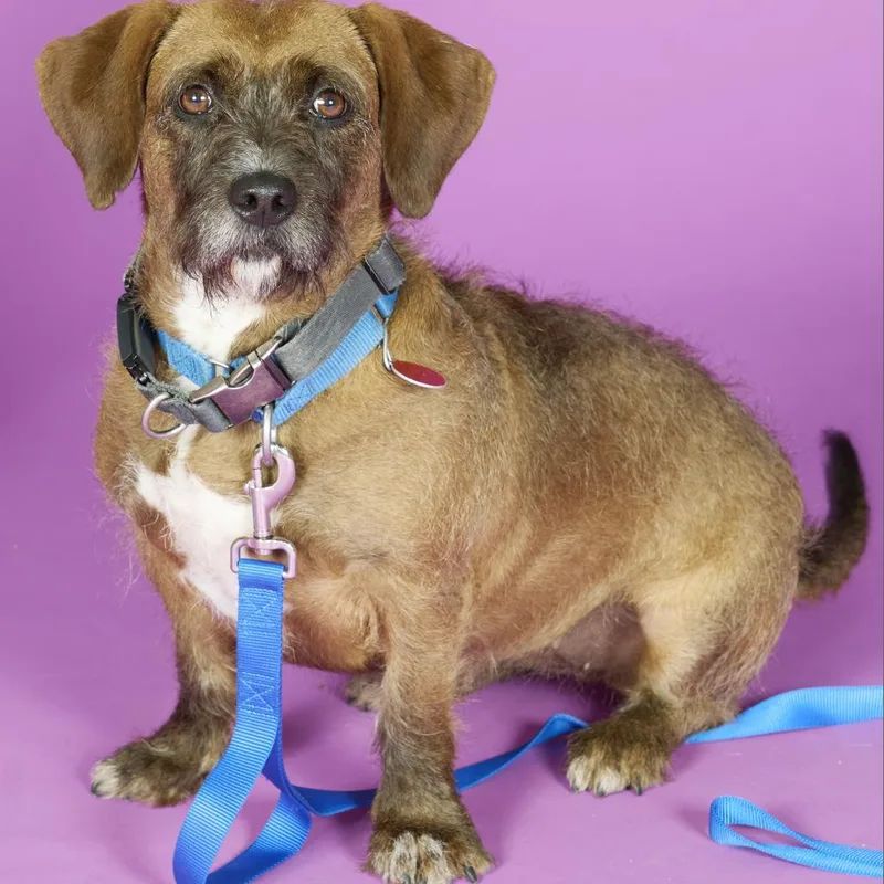 Starship thumbnail 3