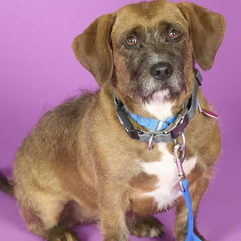 Starship thumbnail 5