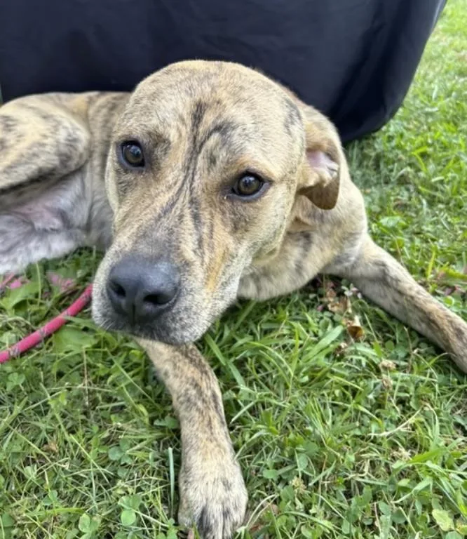 A young medium-sized male Brindle Plott Hound dog named Tigger for adoption in Pleasant Valley, NY
