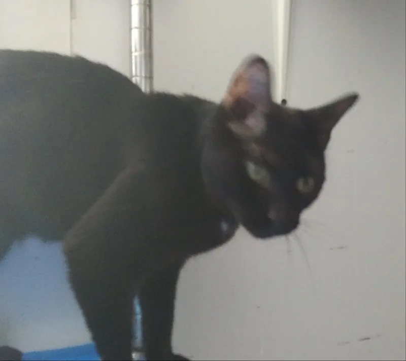 An adult medium-sized female Black Domestic Short Hair cat named Buckeye for adoption in Port Wentworth, GA