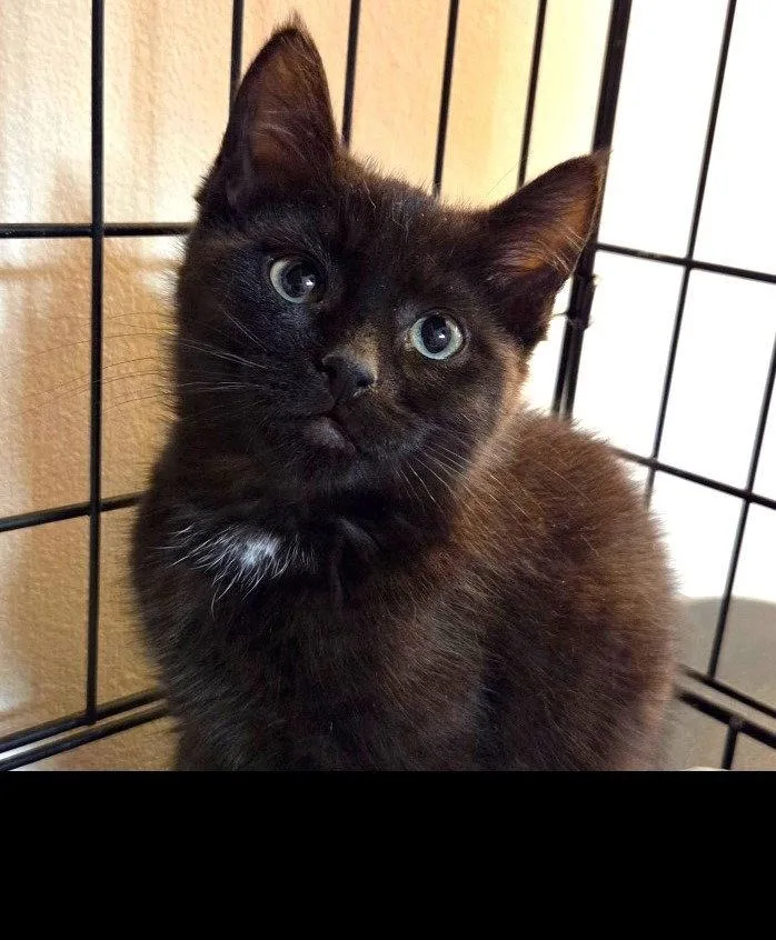 A baby small-sized male Black & White / Tuxedo Domestic Short Hair cat named Emmett for adoption in Sayreville, NJ