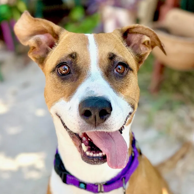 An adult medium-sized female Red / Chestnut / Orange American Staffordshire Terrier dog named Molly for adoption in Citrus Heights, CA