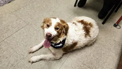 A young medium-sized male Golden Mixed Breed dog named Fluffy for adoption in Hamilton, OH