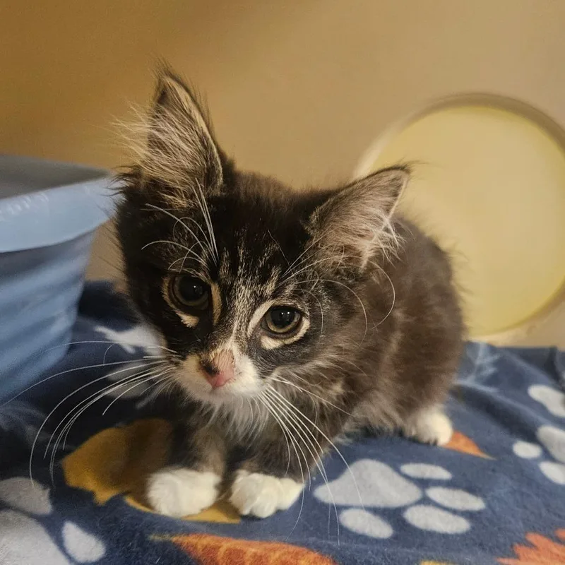 A baby small-sized male Brown / Chocolate Domestic Short Hair cat named Pretzel for adoption in Grantsville, UT