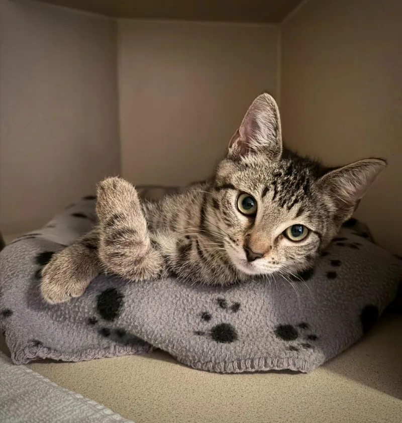 A baby small-sized female Domestic Short Hair cat named Athena for adoption in Los Angeles, CA