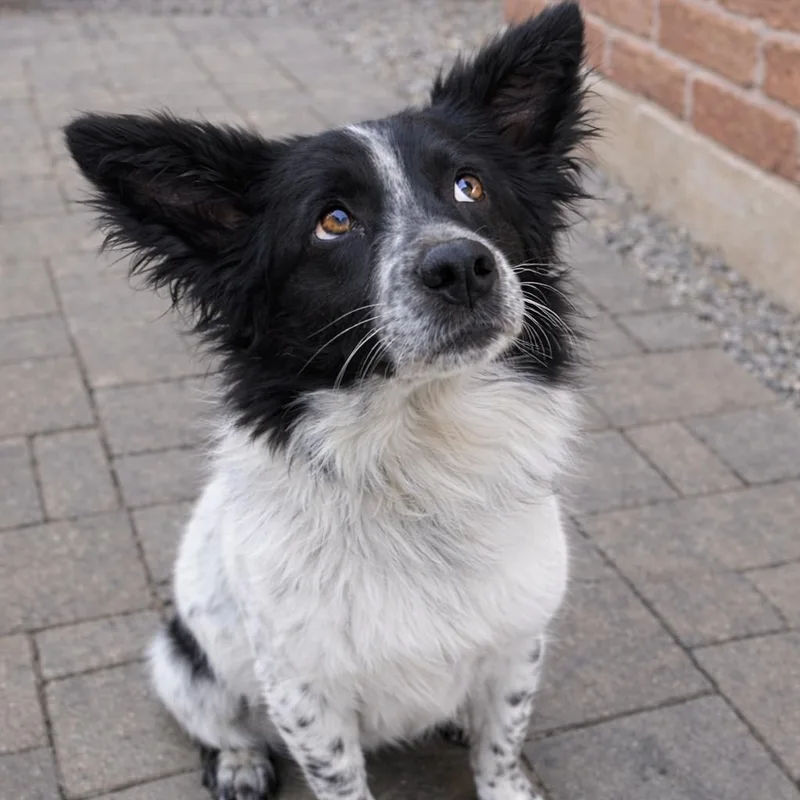 Junior  Happy  thumbnail 6