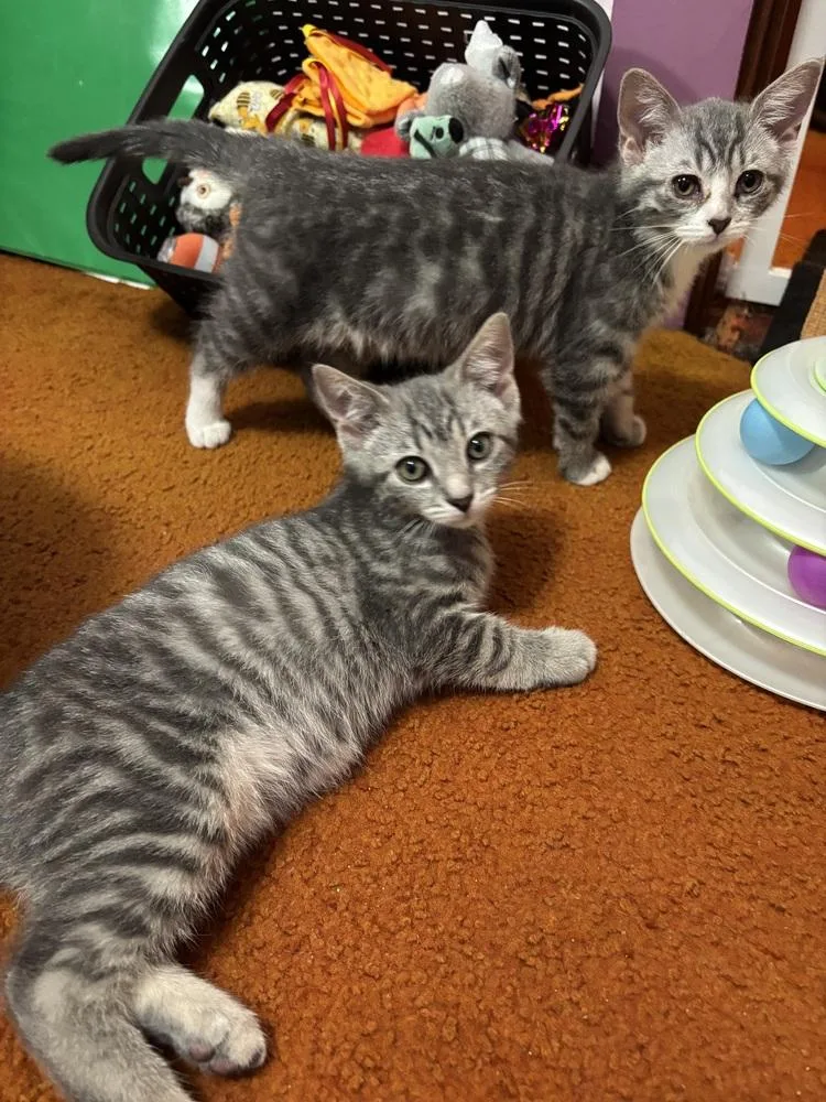 A baby small-sized female Gray / Blue / Silver Domestic Short Hair cat named Pixy Stick for adoption in West Mifflin, PA