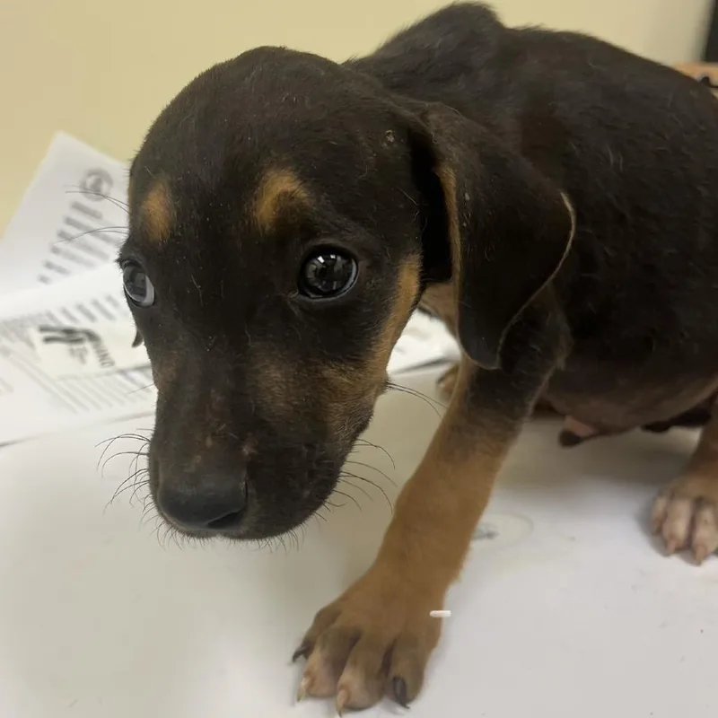 A baby small-sized female Brown / Chocolate Mixed Breed dog named Grumpy for adoption in Madisonville, TN