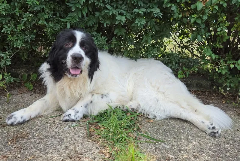 A young large-sized male Newfoundland Dog dog named Cheese for adoption in Pittsburgh, PA