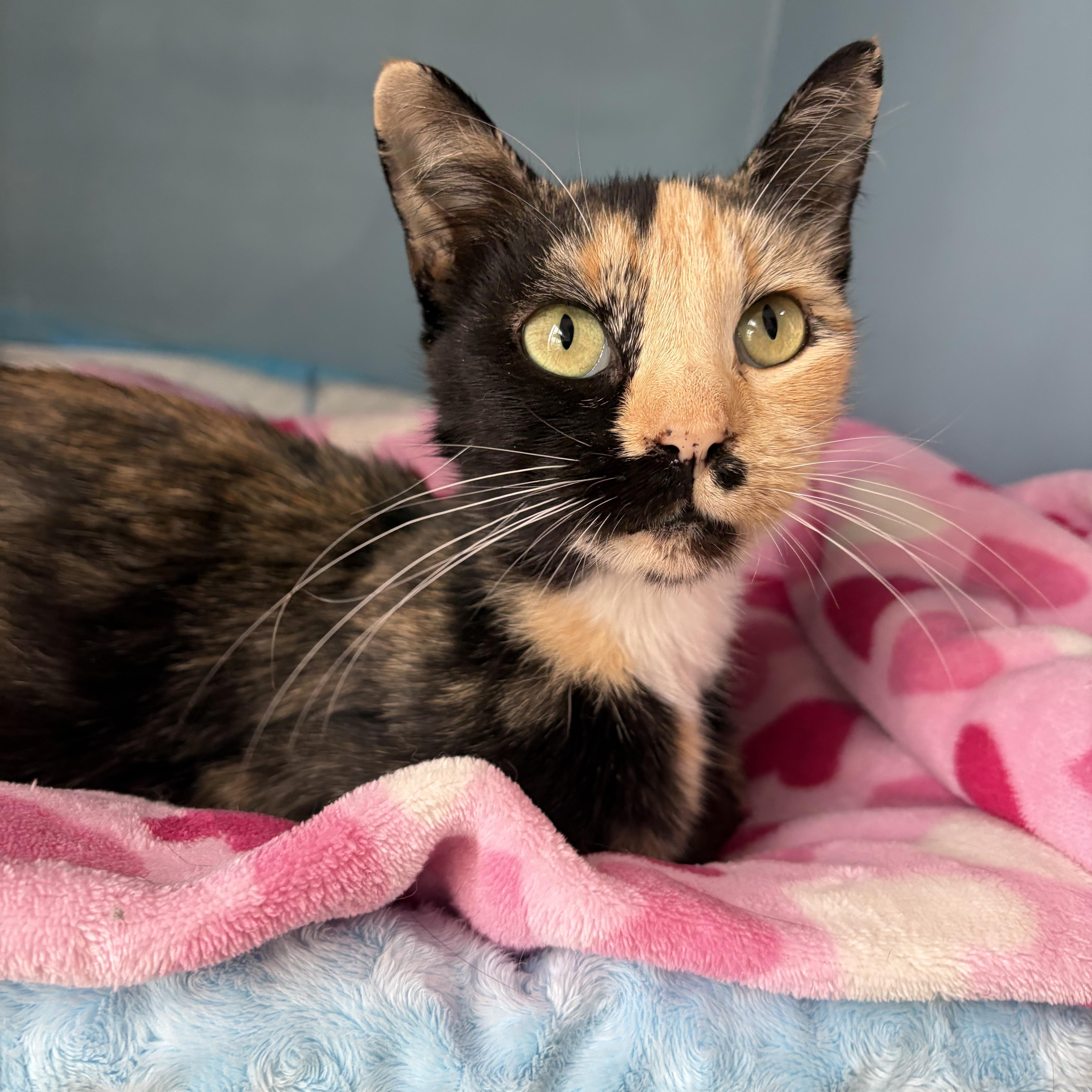 A young medium-sized female Tortoiseshell cat named Winnie for adoption in Wilton, CA