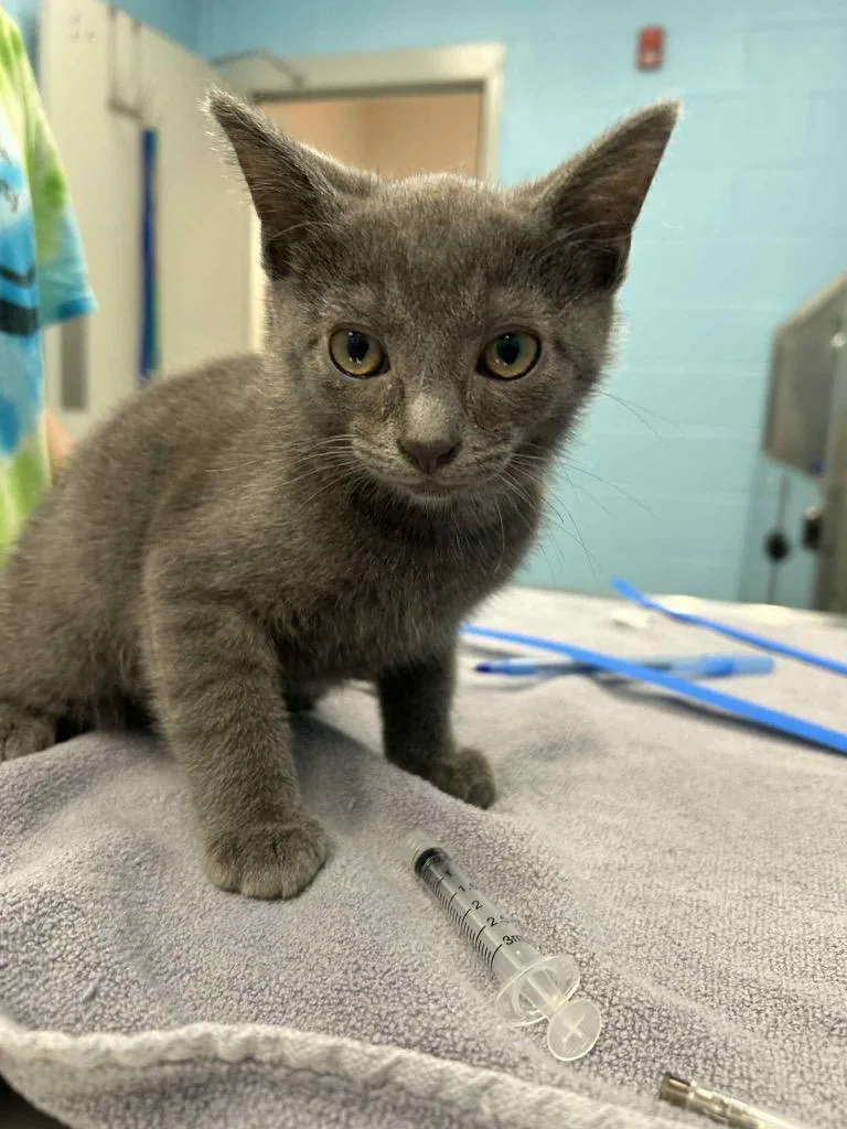 A young medium-sized male Gray / Blue / Silver Domestic Short Hair cat named Peanut for adoption in Frankfort, KY