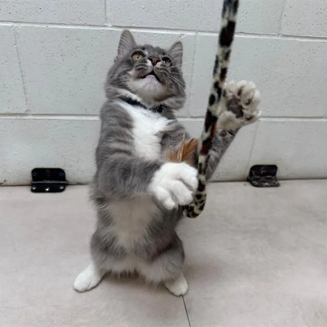 A young small-sized male Domestic Medium Hair cat named Maxwell for adoption in Aurora, CO