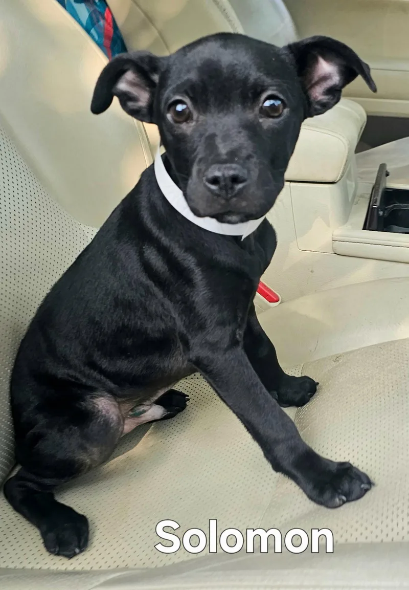 A baby small-sized male Chihuahua dog named Puppy Solomon for adoption in Franklin, TN