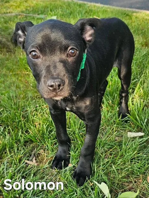Puppy Solomon thumbnail 2