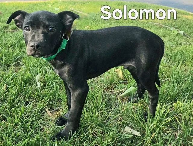 Puppy Solomon thumbnail 3