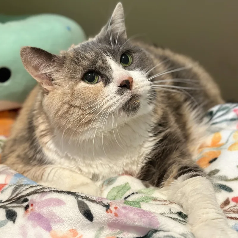 A senior medium-sized female Dilute Calico Domestic Short Hair cat named Jellybean for adoption in Victor, NY