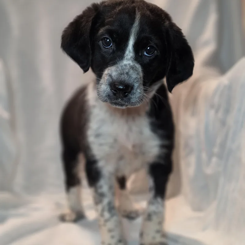 A baby medium-sized female Black Border Collie dog named Sloane for adoption in Blairstown, NJ