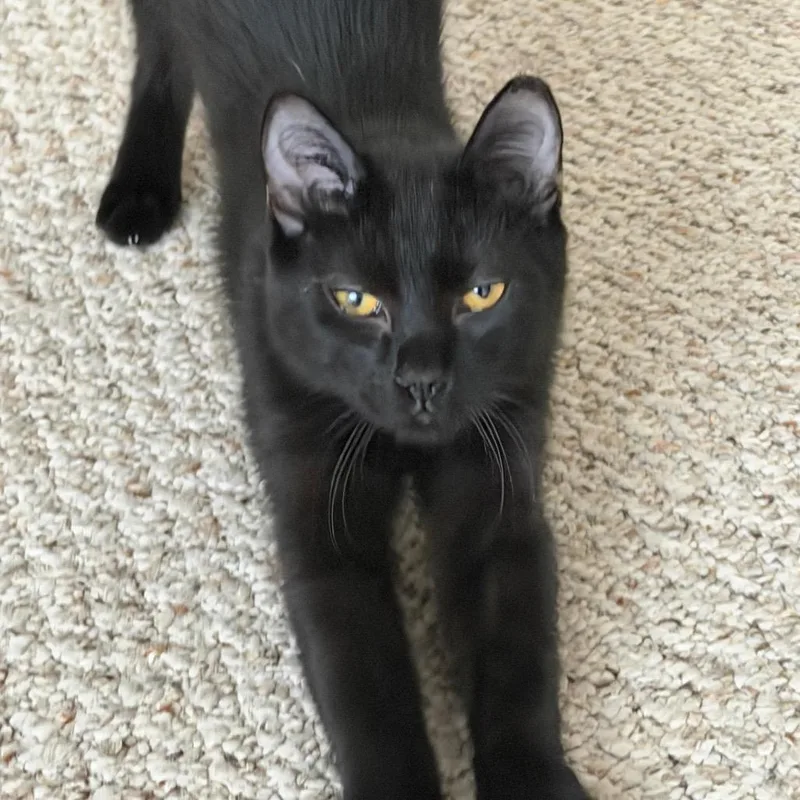 A young medium-sized female Black Domestic Short Hair cat named Jane Goodall for adoption in Hamburg, NY