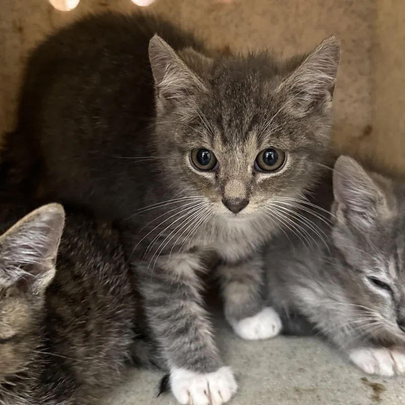 A baby small-sized male Gray / Blue / Silver Domestic Short Hair cat named Scully for adoption in Philadelphia, PA