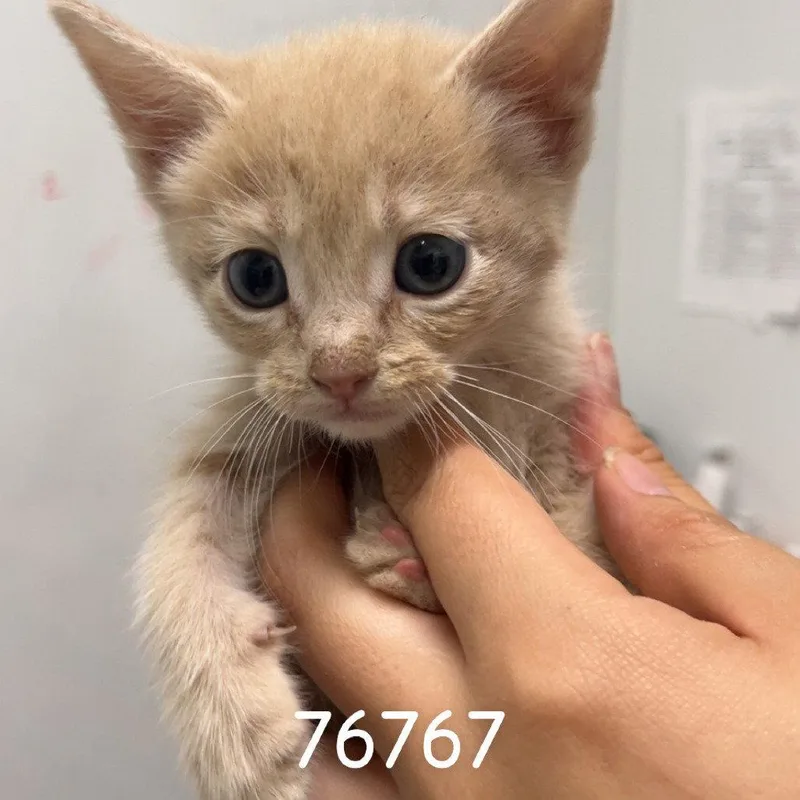 A baby medium-sized male Domestic Short Hair cat named Tanji for adoption in Chico, CA