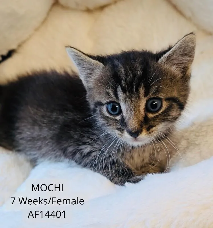 A young medium-sized female Tabby (Brown / Chocolate) Domestic Short Hair cat named Mochi for adoption in Supply, NC