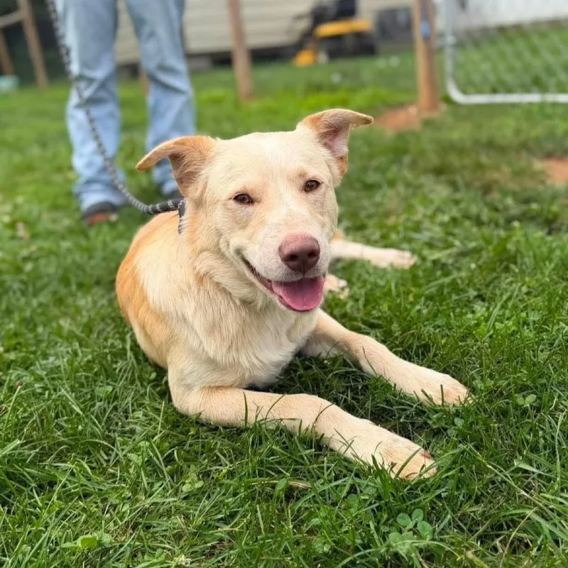 An adult medium-sized male White / Cream Golden Retriever dog named Chewy for adoption in Alexandria, VA