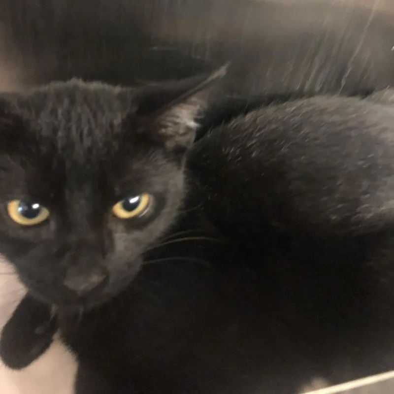 A baby medium-sized male Black Domestic Short Hair cat named Lancelot for adoption in Philadelphia, PA