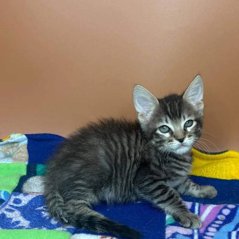 A baby small-sized male Brown / Chocolate Domestic Short Hair cat named Totoro for adoption in San Antonio, TX