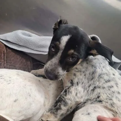 A baby small-sized female Mixed Breed dog named Auto for adoption in Memphis, TN