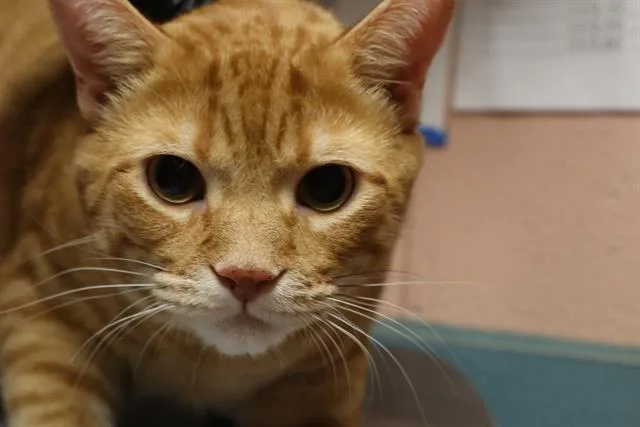 A young large-sized male Domestic Short Hair cat named Wiggles for adoption in Columbia, SC