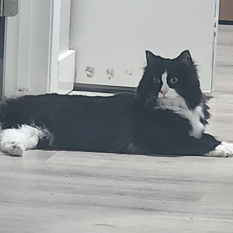 An adult large-sized female Black Domestic Short Hair cat named Minx for adoption in Madison, WI