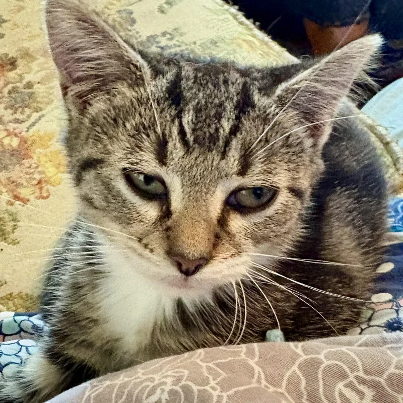 A young medium-sized male Tabby (Brown / Chocolate) Domestic Short Hair cat named Sorry  I'm not for adoption in Akron, OH