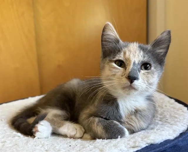 A baby small-sized female Domestic Short Hair cat named Pearl for adoption in Sacramento, CA
