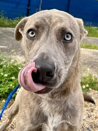 An adult large-sized male Mixed Breed dog named Leander for adoption in Kansas City, MO