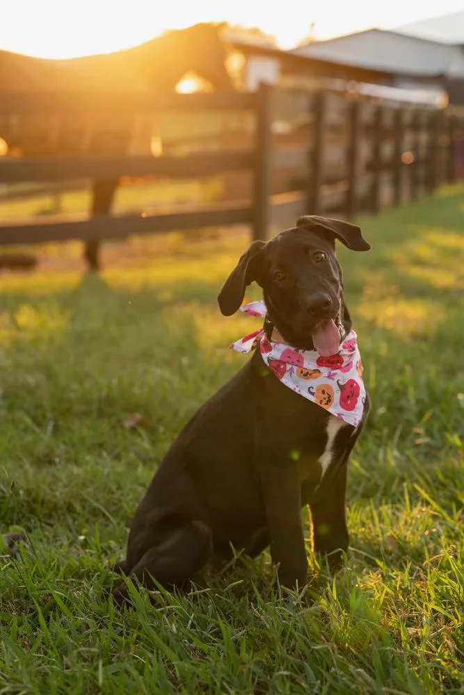 A baby large-sized female Tricolor (Brown, Black, & White) Great Dane dog named Winnie for adoption in Mooresville, NC