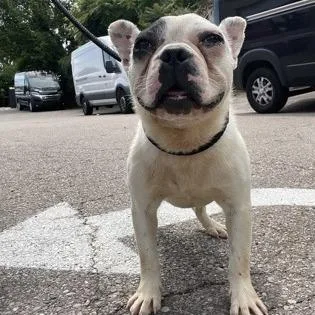 An adult small-sized male White / Cream French Bulldog dog named Augie for adoption in Springboro, OH