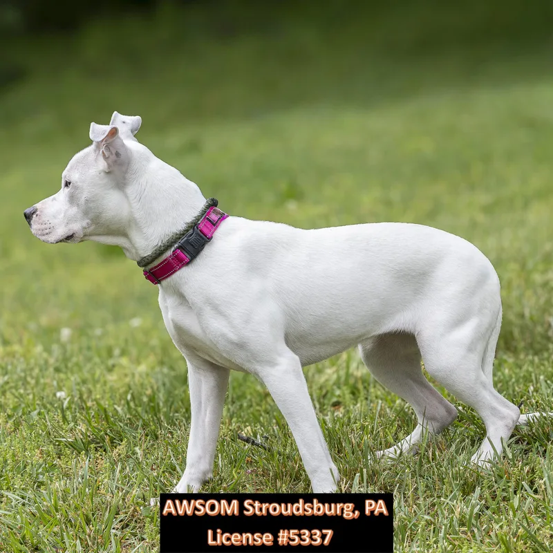A young large-sized female White / Cream Pit Bull Terrier dog named Hunny Bunny for adoption in Stroudsburg, PA