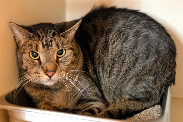 An adult medium-sized male Domestic Short Hair cat named Jimmy for adoption in Colorado Springs, CO