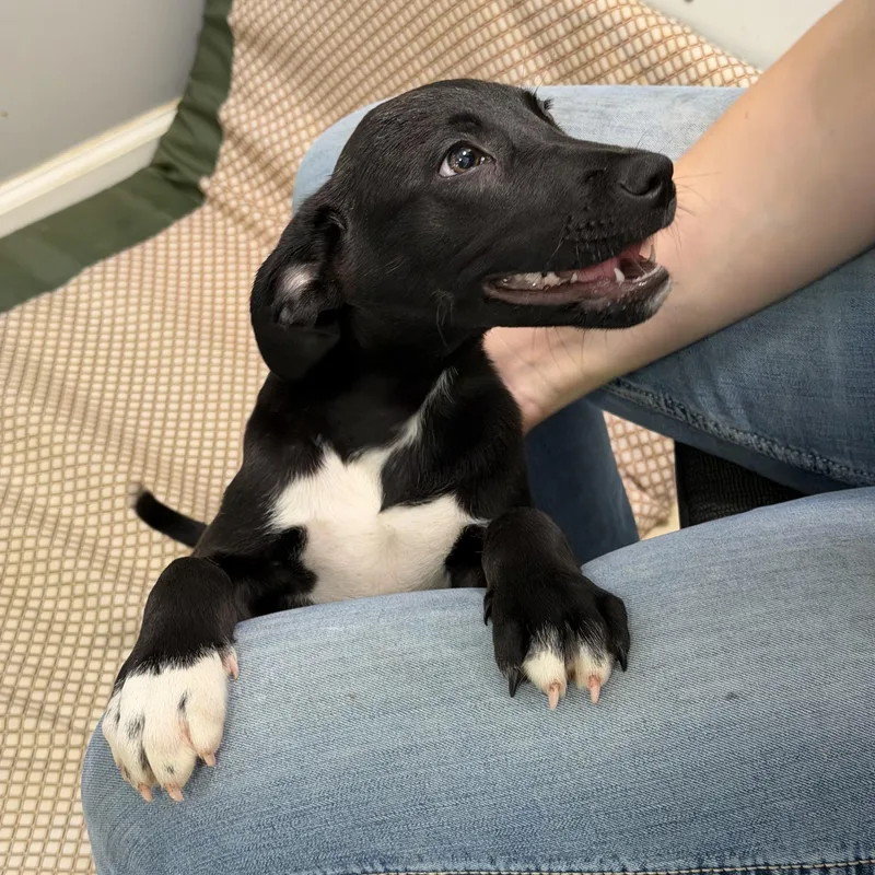 A baby medium-sized male Black Labrador Retriever dog named Lincoln for adoption in Watertown, CT