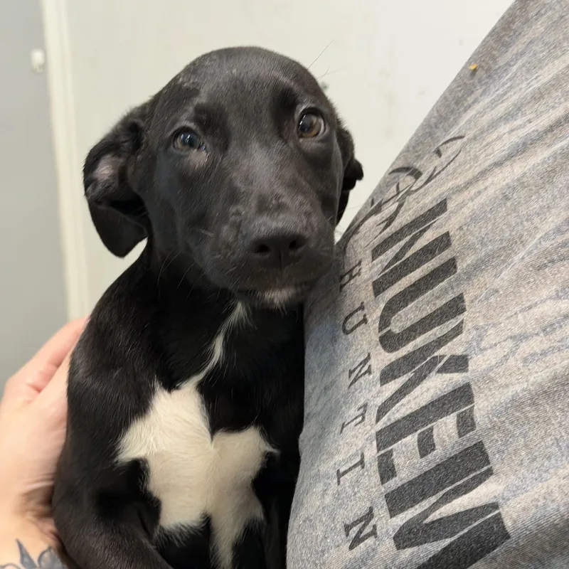 Lincoln thumbnail 2