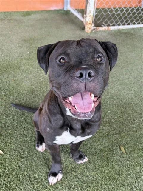 A young large-sized male Pit Bull Terrier dog named Oreo for adoption in Miami, FL