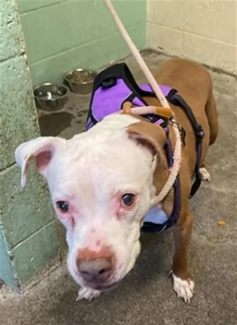 A senior medium-sized female Pit Bull Terrier dog named Stella for adoption in Sacramento, CA