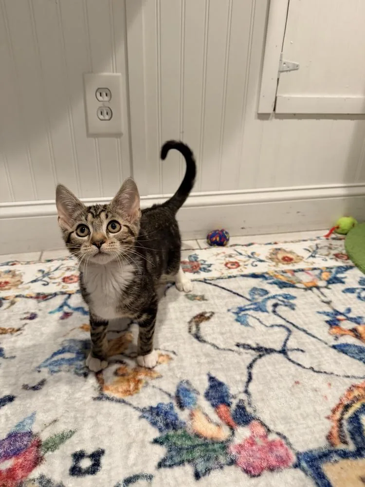 Butternut thumbnail 2