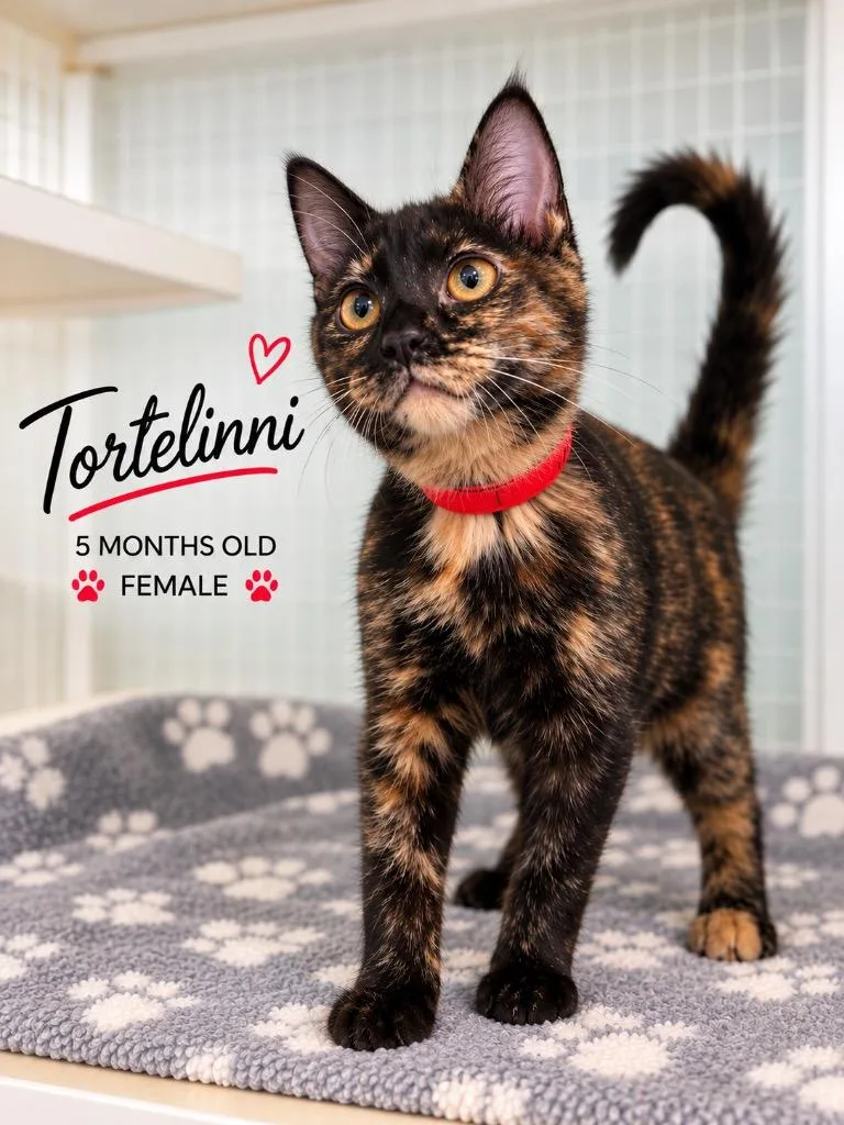 Tortelinni thumbnail 3