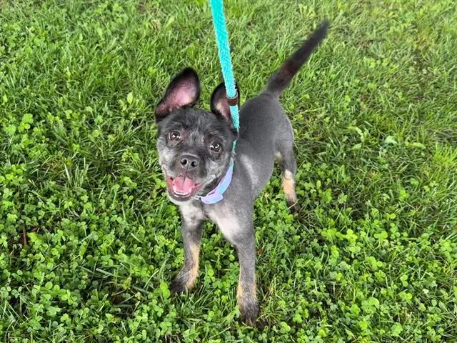 A young small-sized female Terrier dog named Miss Kittin for adoption in Antioch, CA