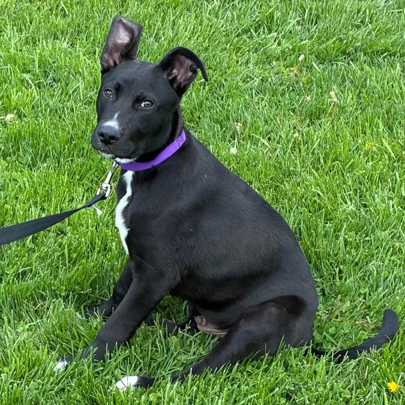 Wishbone thumbnail 5