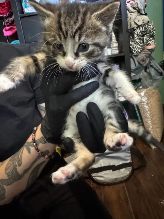 A baby medium-sized male Tabby (Gray / Blue / Silver) Domestic Short Hair cat named Spool for adoption in Cleveland, OH