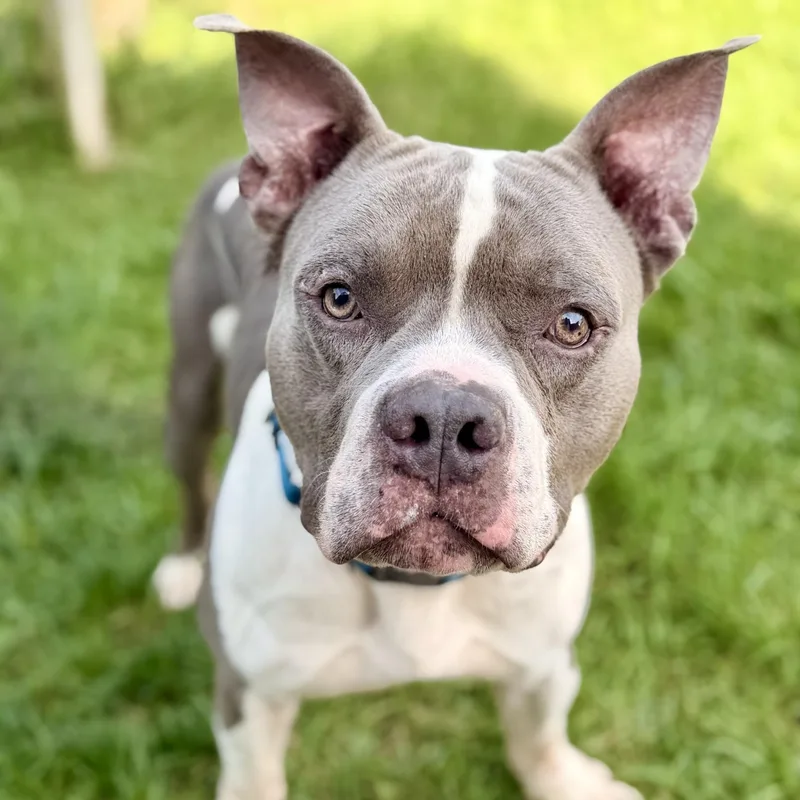 An adult large-sized male American Bully dog named Blue for adoption in Manahawkin, NJ