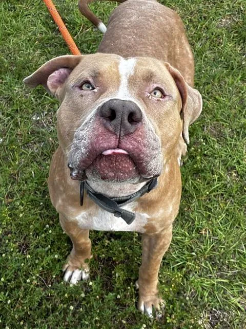 A young large-sized male American Bulldog dog named Charming for adoption in Fort Lauderdale, FL