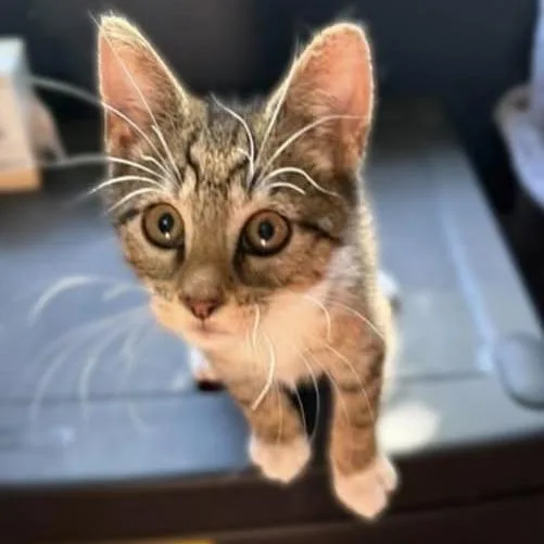 A baby medium-sized male Tabby (Buff / Tan / Fawn) Domestic Short Hair cat named Bruno for adoption in Reading, PA